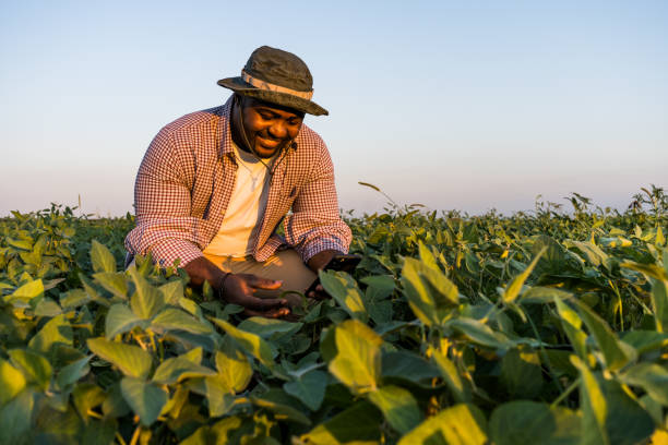 istock Farmer in the field 1334408615