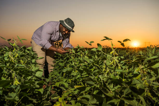 istock Farmer in the field 1334408805
