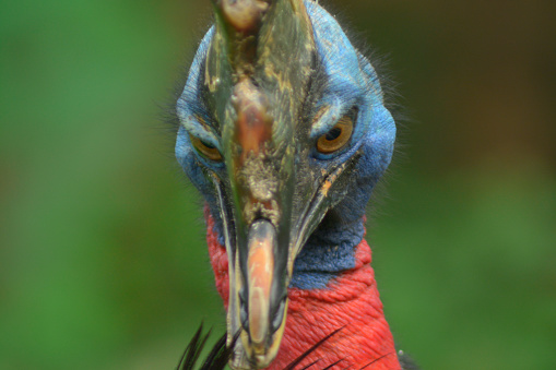 Northern cassowary, Casuarius unappendiculatus, the one-wattled cassowary, single-wattled cassowary, or golden-necked cassowary, a large, stocky flightless bird of northern New Guinea. Portrait