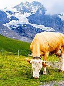 eine-braune-kuh-grast-vor-den-schneebergen.jpg?b=1&s=170x170&k=20&c=GeiMllphA-38-QNqvO6yfKy4s17SDk_TlJaXY71uCNE=