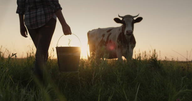 A female farmer with a bucket in her hand stands on a field near her cow. Dairy products from home farm stock photo