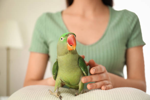 Young woman with Alexandrine parakeet indoors, closeup. Cute pet Young woman with Alexandrine parakeet indoors, closeup. Cute pet exotic pets stock pictures, royalty-free photos & images