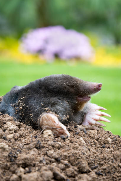 istock Mole peeking from the mole hill in the garden 1334411716