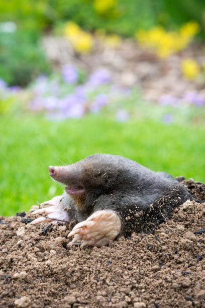 istock Mole peeking from the mole hill in the garden 1334411804