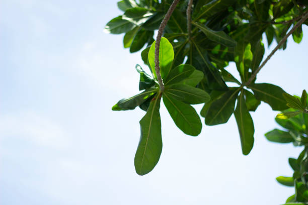 istock Green in the sky #1 1334411829