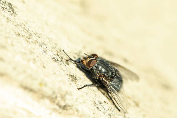 nahaufnahme der fliege an der steinmauer - mosquito netting stock-fotos und bilder