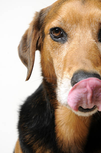 istock dog with a silken tongue 133441319