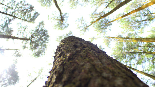 istock Green in the sky #3 1334414153