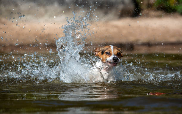 istock Dog swim in the lake 1334414177
