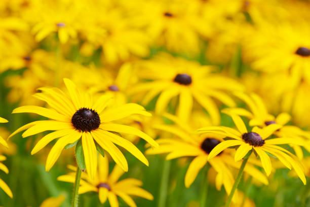 istock Field of yellow daisy flowers 1334415739