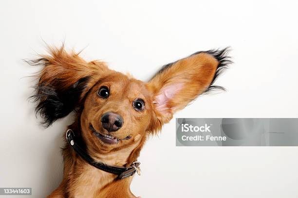 Big Ears Auf Den Kopf Gestellt Stockfoto und mehr Bilder von Hund - Hund, Humor, Lächeln