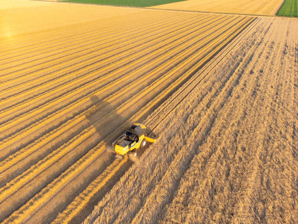 istock Combine harvester harvesting wheat during summer 1334416604