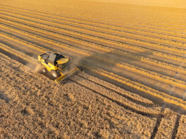 istock Combine harvester harvesting wheat during summer 1334416630