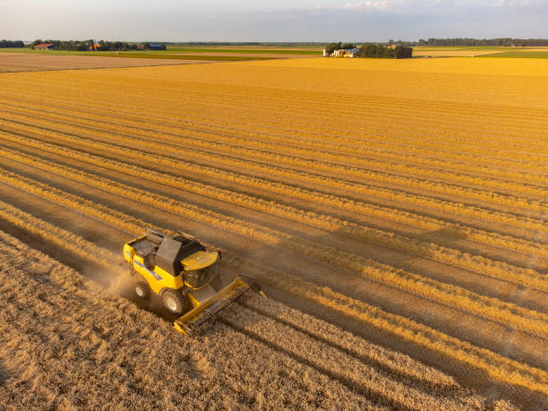 istock Combine harvester harvesting wheat during summer 1334416750