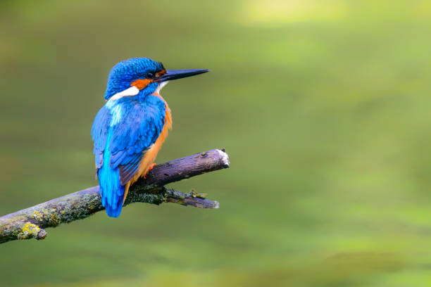 istock Kingfisher male sitting on a branch overlooking a small pond 1334416762