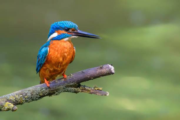 istock Kingfisher male sitting on a branch overlooking a small pond 1334416833