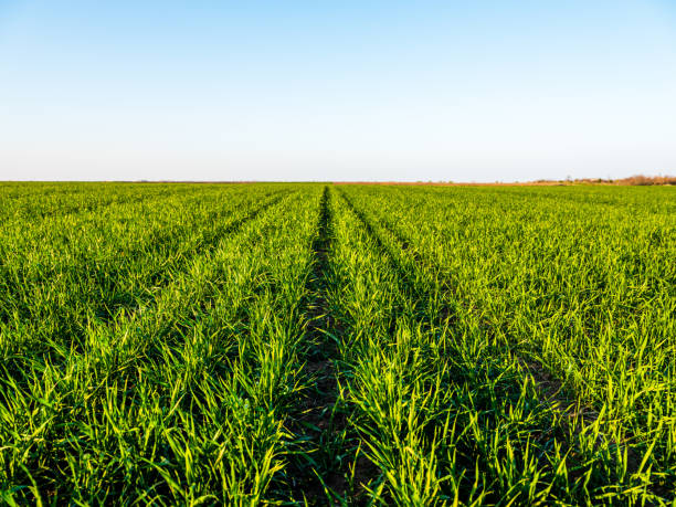 istock Green wheat field, agricultural landscape. 1334417128