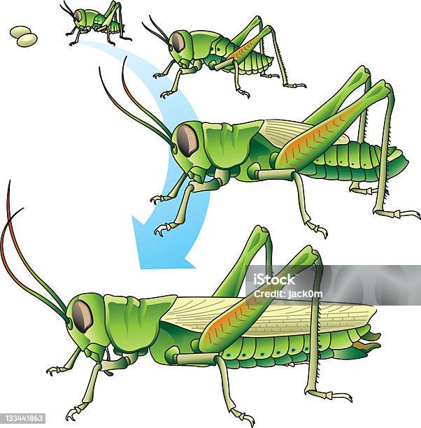 수명 주기 선으로나 애송이 메뚜기에 대한 스톡 벡터 아트 및 기타 이미지 - 메뚜기, 생애주기, 곤충
