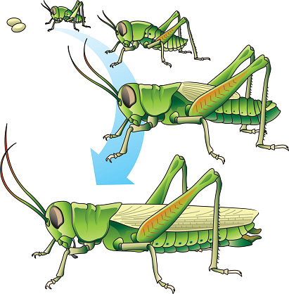 Grasshopper development, from eggs little grasshopper grows to an adult, vector file coloured with gradient and easy to change colour