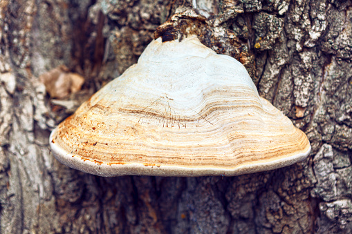 Tree Bracket Fungus . Fungi that growing on the  bark of living trees