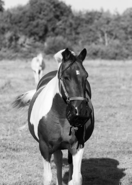 istock Horse in a meadow 1334419580