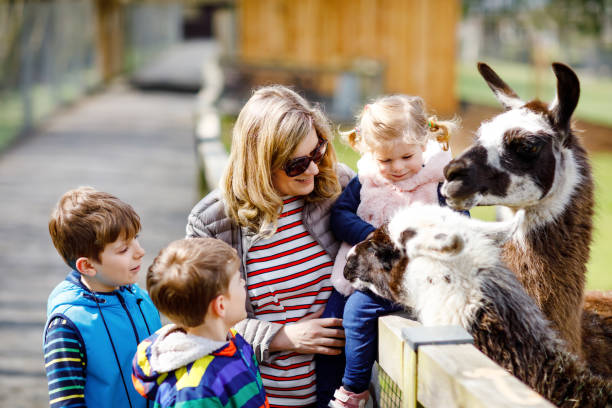 cute toddler girl, two little school kids boys and young mother feeding lama and alpaca on a kids farm. three children petting animals in the zoo. woman with sons, daughter together on family weekend - zoo child llama animal imagens e fotografias de stock