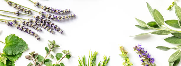 istock Fresh aromatic herbs panorama with lavender and a place for text 1334420062