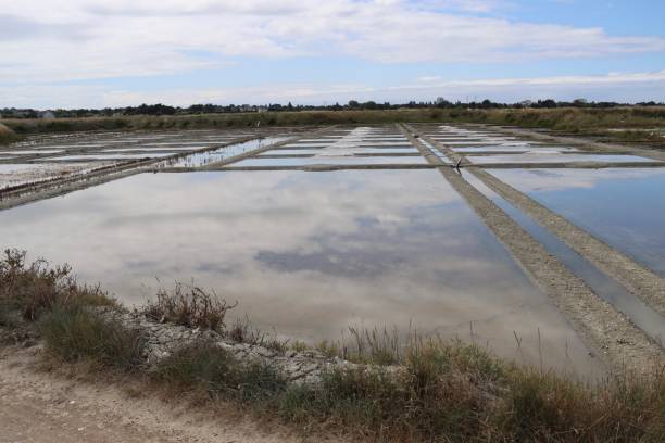 istock The Guerande salt marshes 1334420086