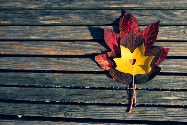 istock Red and yellow maple leaves on a wooden bench 1334420828