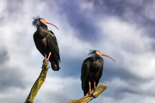 Photo of Pair of Northern Bald Ibis against blue sky and cloud background. This very rare bird is indigenous to North Africa. There are very few left in the wild. It is now a critically endangered species.