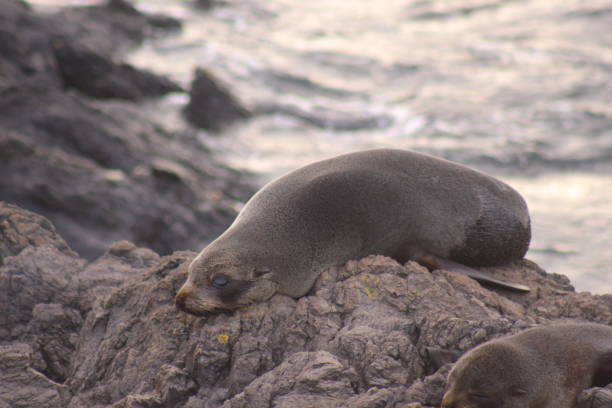 Cape Palliser's Seal Colony\nCape Palliser, Wellington\nNew Zealand