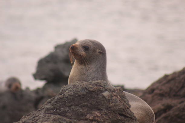 istock Seal wondering what the racket is over there, pops head out from deep sleep 1334421085