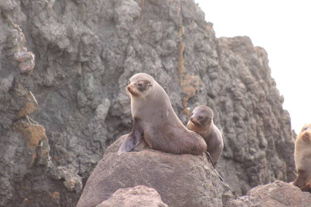 istock Little seal family watching whats going on 1334421092