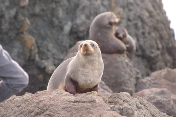Cape Palliser's Seal Colony\nCape Palliser, Wellington\nNew Zealand