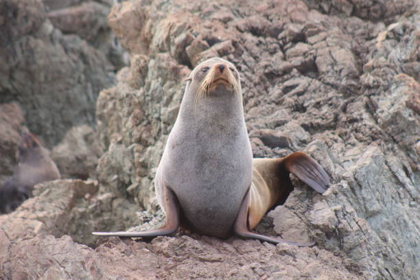 istock Happy seal chilling by the rocks 1334421130