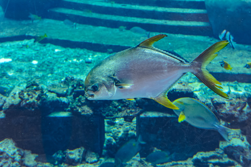 Trachinotus blochii or snubnose pompano in Atlantis, Sanya, island Hainan, China.. Pompanos are marine fishes in the genus Trachinotus in the family Carangidae (better known as \