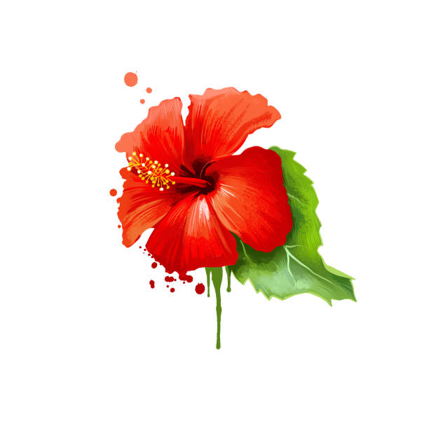 Jaba - Hibiscus rosa-sinensis ayurvedic herb digital art illustration with text isolated on white. Healthy organic spa plant widely used in treatment, for preparation medicines for natural usages. Jaba - Hibiscus rosa-sinensis ayurvedic herb digital art illustration with text isolated on white. Healthy organic spa plant widely used in treatment, for preparation medicines for natural usages rosa chinensis stock illustrations