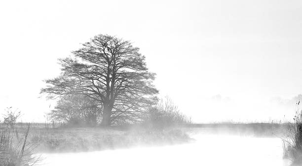 istock Tree by the river in the fog 1334423485