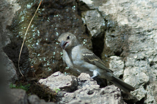 istock Gran Canaria blue chaffinch drinking water. 1334423907