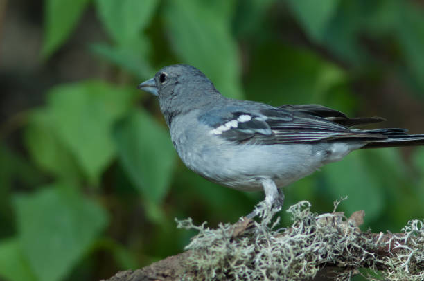 istock Male Gran Canaria blue chaffinch. 1334423970