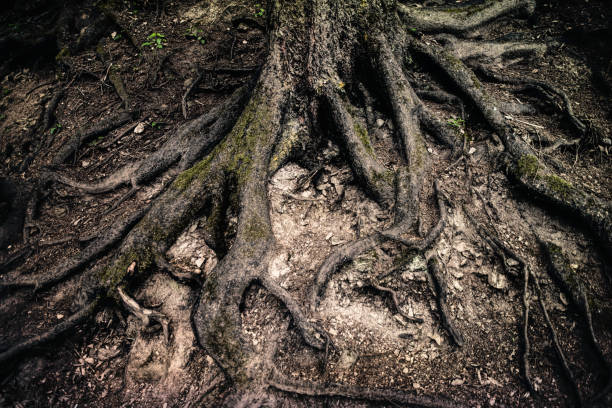 foresta misteriosa inquietante e cupa. radici di alberi nodosi - origins oak tree growth plant foto e immagini stock