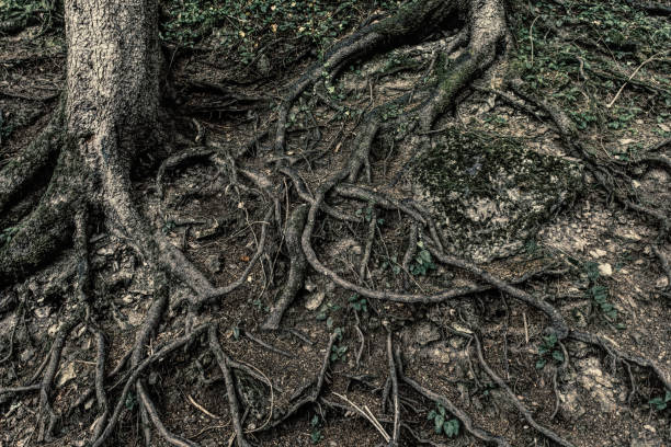 istock Eerie and gloomy mysterious forest. Gnarled tree roots 1334424755