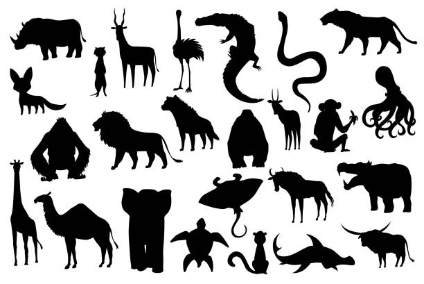 sammlung von niedlichen vektortieren. handgezeichnete silhouettentiere, die in afrika üblich sind. symbolsatz isoliert auf weißem hintergrund - elephant water vector animals in the wild stock-grafiken, -clipart, -cartoons und -symbole