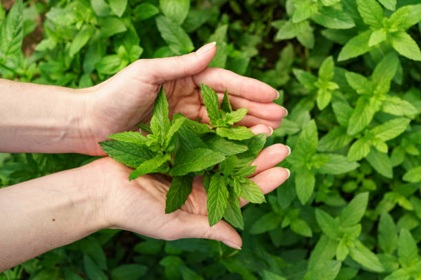 istock Close up woman hands holding fresh mint 1334427511