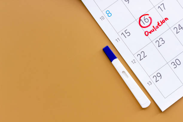 istock Ovulation home test on calendar with ovulation day red mark 1334428478