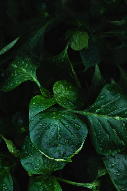istock Dark green leaves background closeup 1334429327