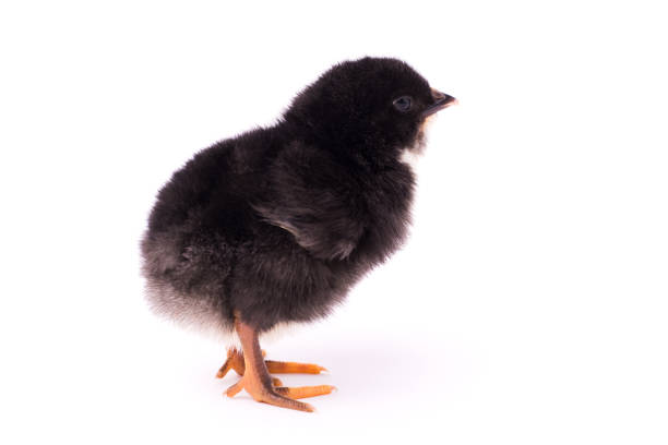Small chicken