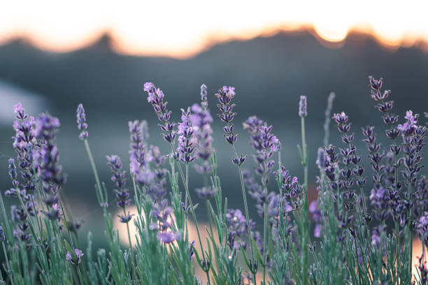 istock Silhouette flowers, beautiful lavender flowers 1334430192