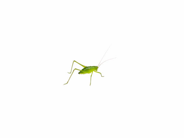 istock green grasshopper isolated on white background 1334430203