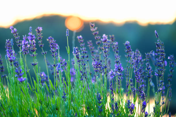 istock Silhouette flowers, beautiful lavender flowers 1334430213